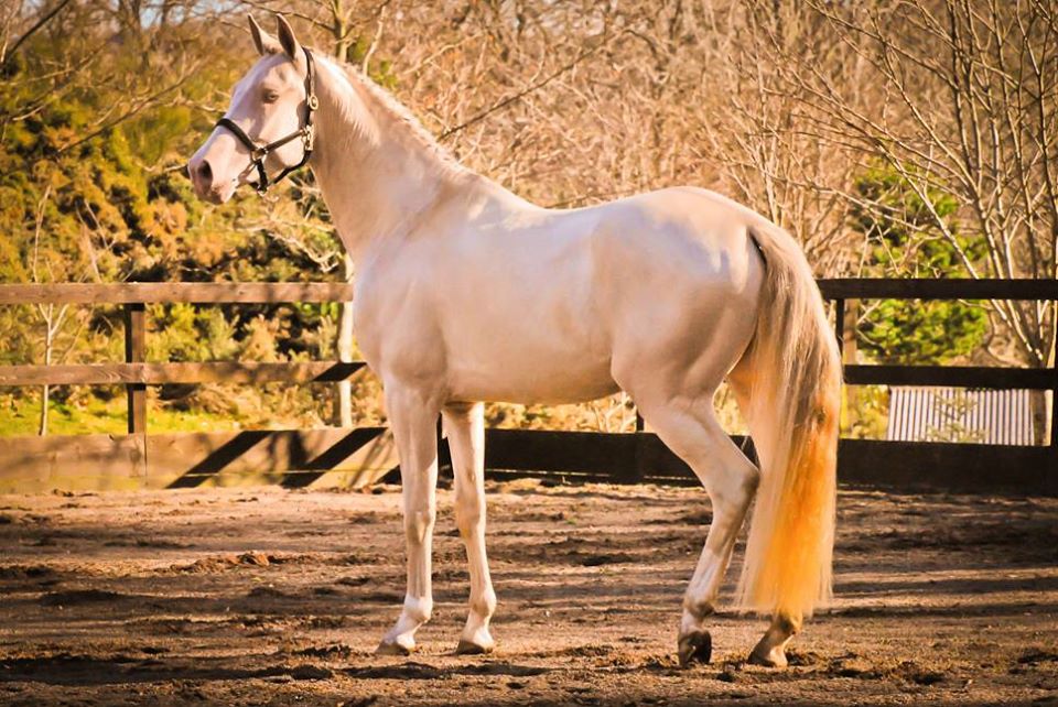 Kambarbay Akhal Teke Stallion